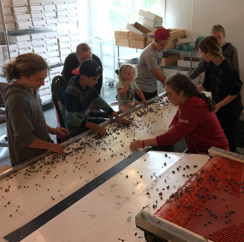 Focus is the name of the game when it comes to fine cleaning blueberries as they roll down the winnower’s final conveyor belt. (Photo by Holly S. Edwards)