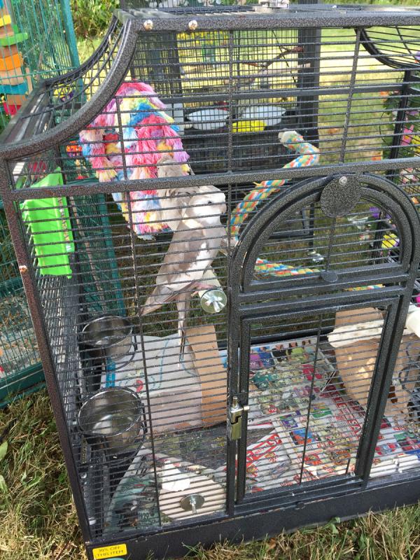 Rick Kidson’s birds were rescued from the burning home and brought outside. (Photo by Holly S. Edwards)
