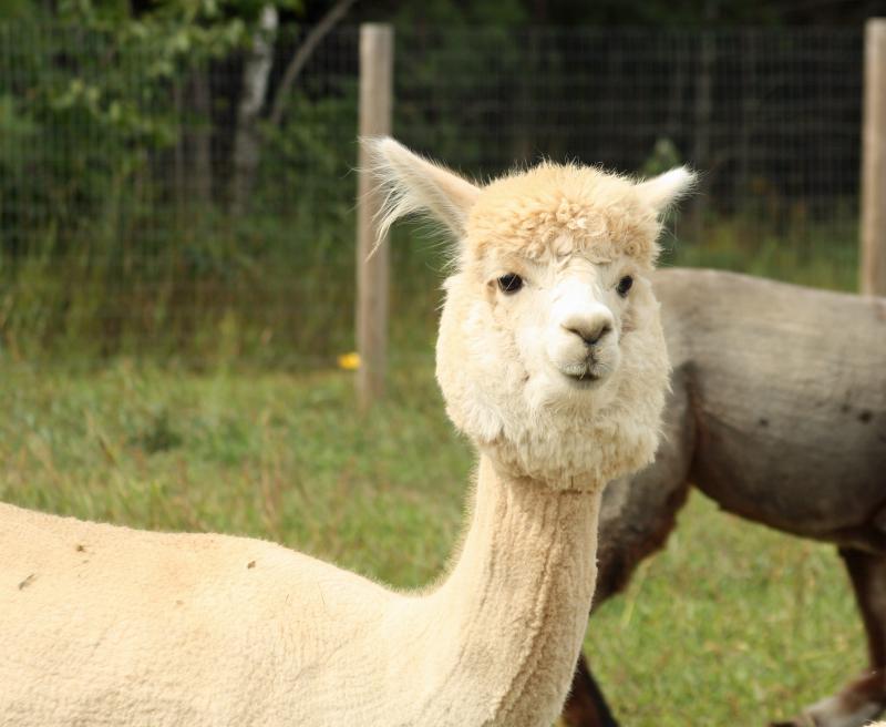 Champagne Sandee, also called Chammy. (Photo by Holly S. Edwards)
