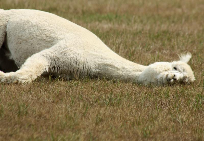 TJ goes down for a roll in the dirt and grass. (Photo by Holly S. Edwards)