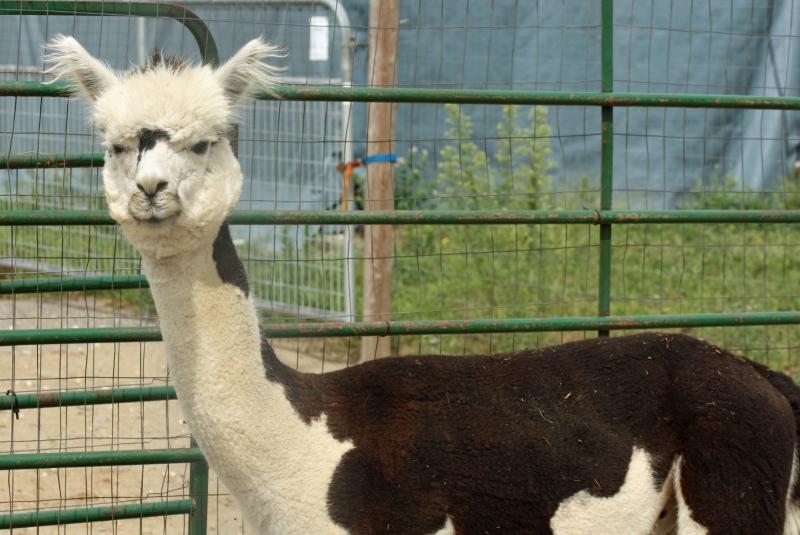 One of the farm’s herdsires, Archimedes. (Photo by Holly S. Edwards)