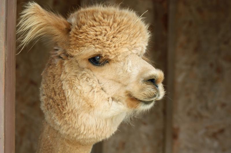 Northern Solstice’s star and most lucrative breeding alpaca is Space Cowboy. He was born in July of 2007 and in 2008 and 2009 won numerous awards. (Photo by Holly S. Edwards)