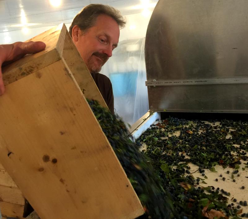 Dave Munson works the back end of the blueberry winnower at Elderflower Farm in Lincolnville on Aug. 2. (Photo by Holly S. Edwards)