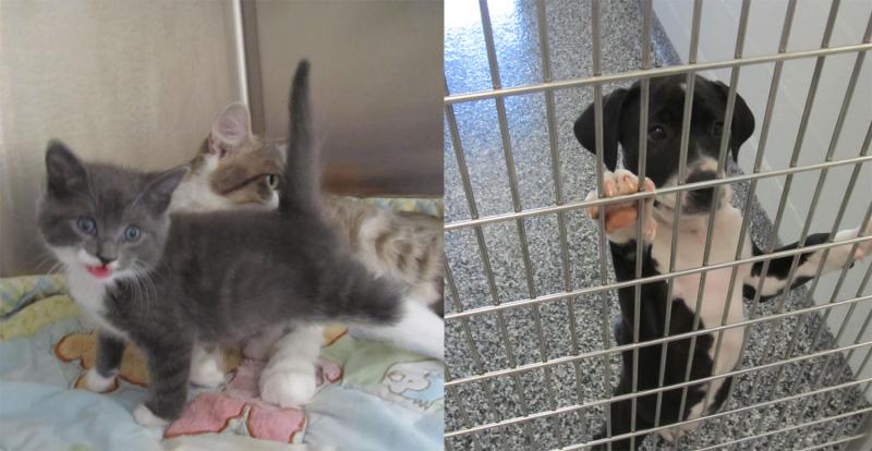 Pope shop animal shelter
