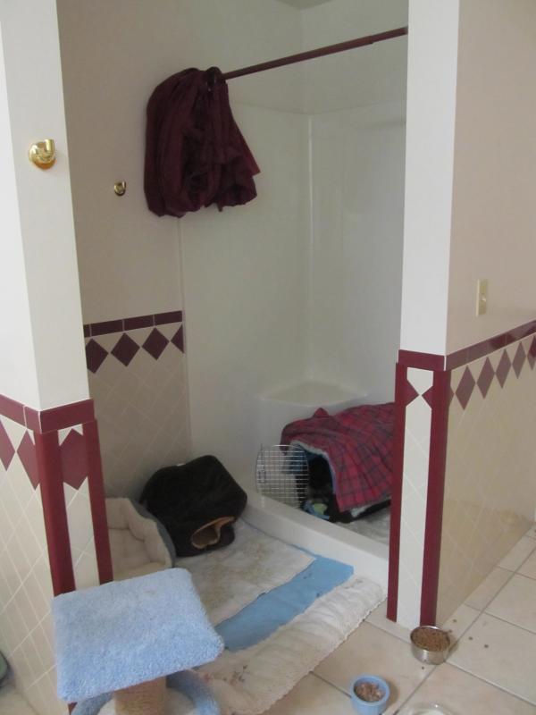Quarantine space is so limited, they’ve had to utilize the men’s and women’s restrooms for the kittens to recuperate. (Photo by Kay Stephens)
