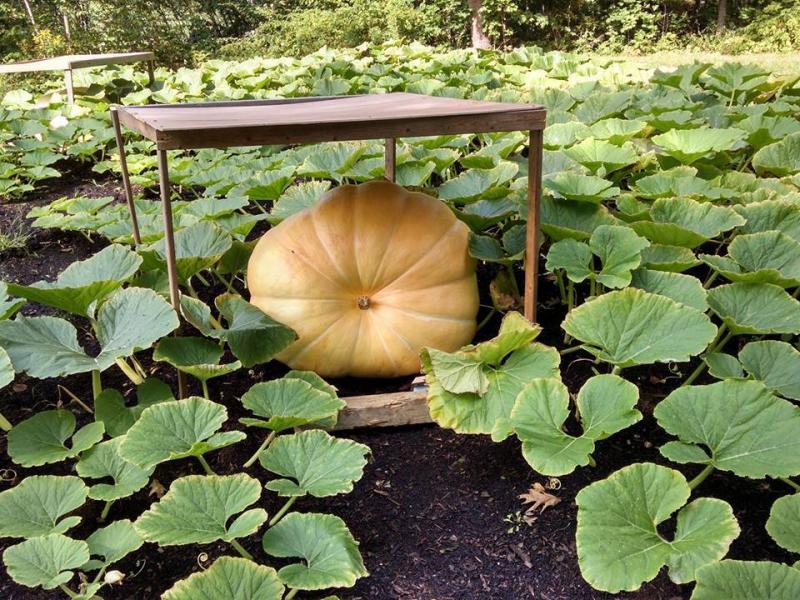 Boothbay Railway Village’s giant pumpkin looks to be in competition with the Farnsworth. (Photo courtesy of Boothbay Railway Village)