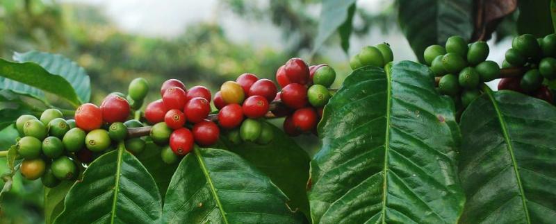 Coffee Cherries as they appear on the tree. Each cherry contains two coffee beans. The beans are dried, roasted and ground.