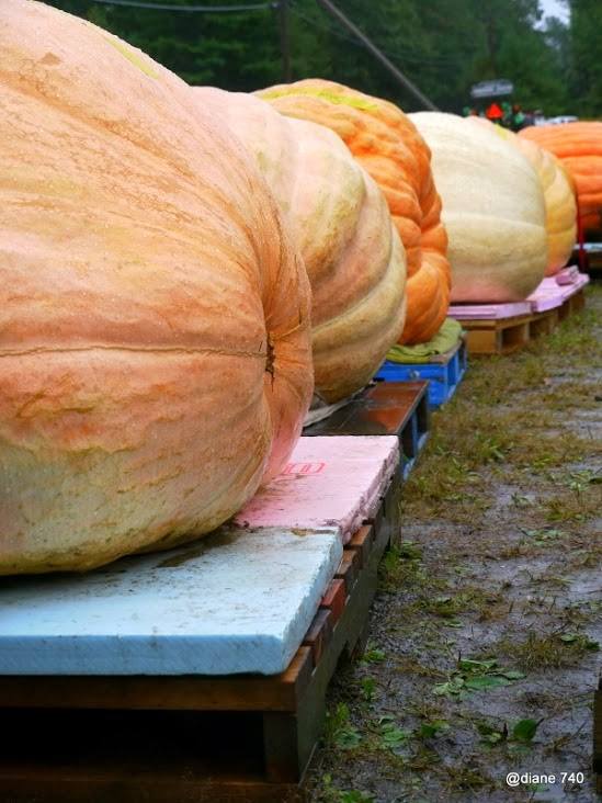 A shot of the weigh off at last year’s Pumpkin Fest in Damariscotta. (Photo courtesy of Pumpkin Fest)