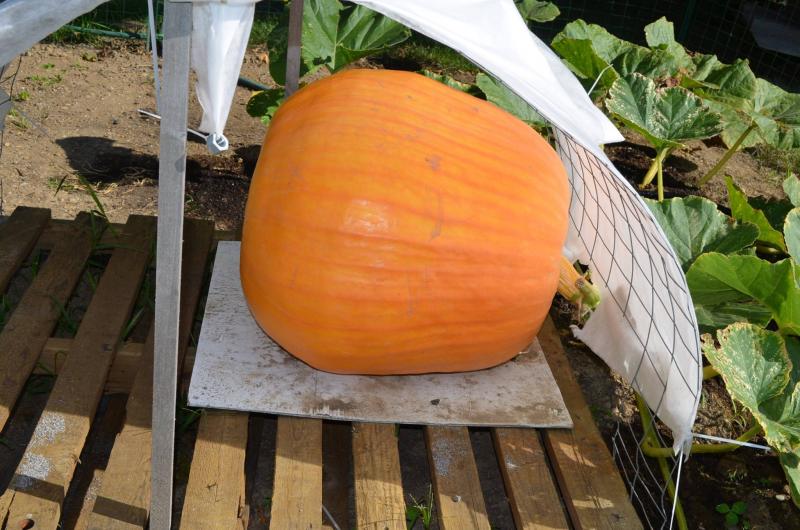Maine Maritime Museum’s pumpkin. (Photo courtesy of Maine Maritime Museum)