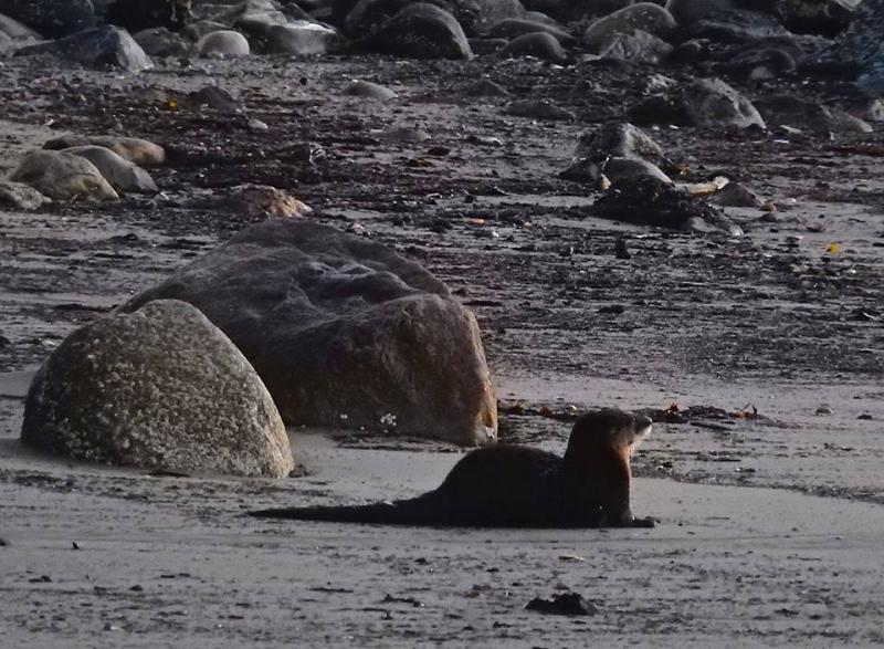 This river otter was watching the sun rise over Lincolnville Beach one morning last winter.
Photo by Judy Berk river otter