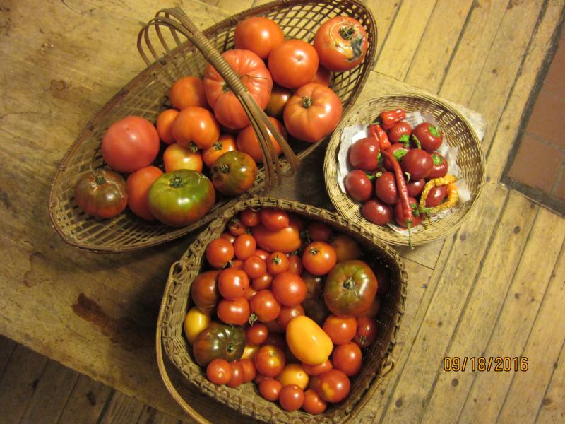 Tomatoes can easily take over the kitchen this time of year, along with a basket of Jane Bernier’s cherry peppers.
Photo by Diane O’Brien tomatoes