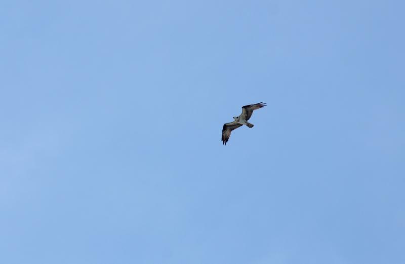 Osprey overhead. (Photo by Holly S. Edwards)
