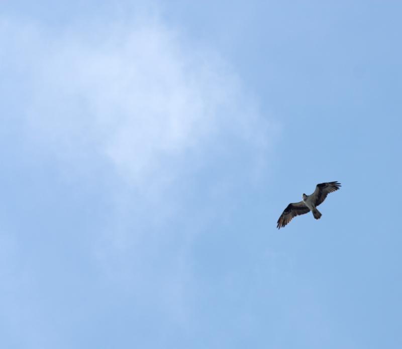 Osprey overhead. (Photo by Holly S. Edwards)