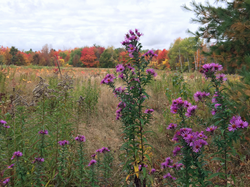 Purple asters are some of the last flowers to bloom in the fall, and honeybees and other pollinators love them. (Photo by Holly S. Edwards)