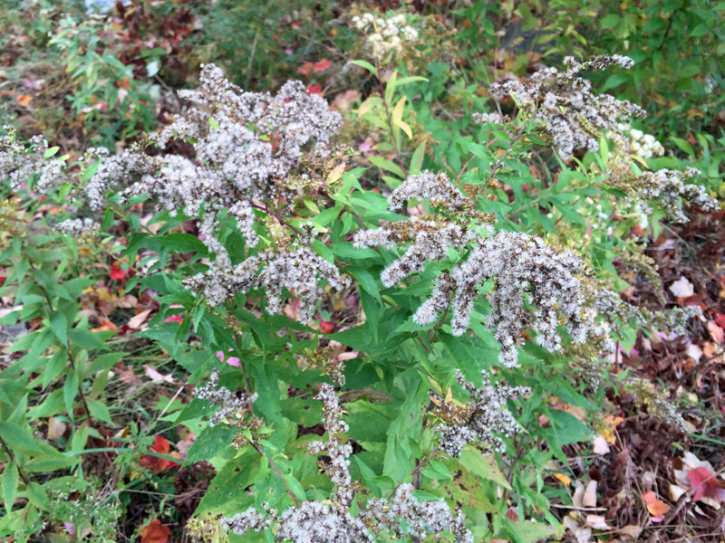 Even the flowers that have passed offer something to the fall landscape palette. (Photo by Holly S. Edwards)