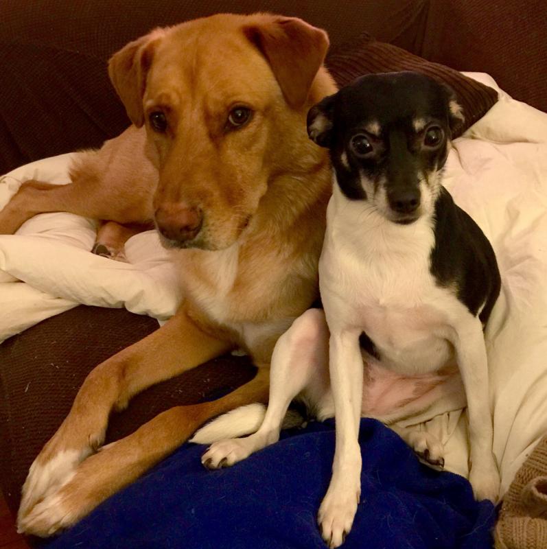 Our dogs, Shnuck, a 65-pound yellow lab mix, and Nina, a 15-pound rat terrier, have received rabies boosters twice this summer after first tangling with a skunk and then a raccoon, the latter of which tested positive for rabies Oct. 5. (Photo by Holly S. Edwards)