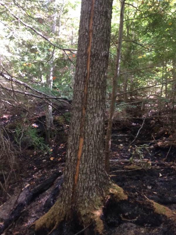 Lightning struck this tree on Peasetown Road in Hope early in September, and with continued dry conditions, fire continued to smolder for four weeks. (Courtesy Hope Fire Department)