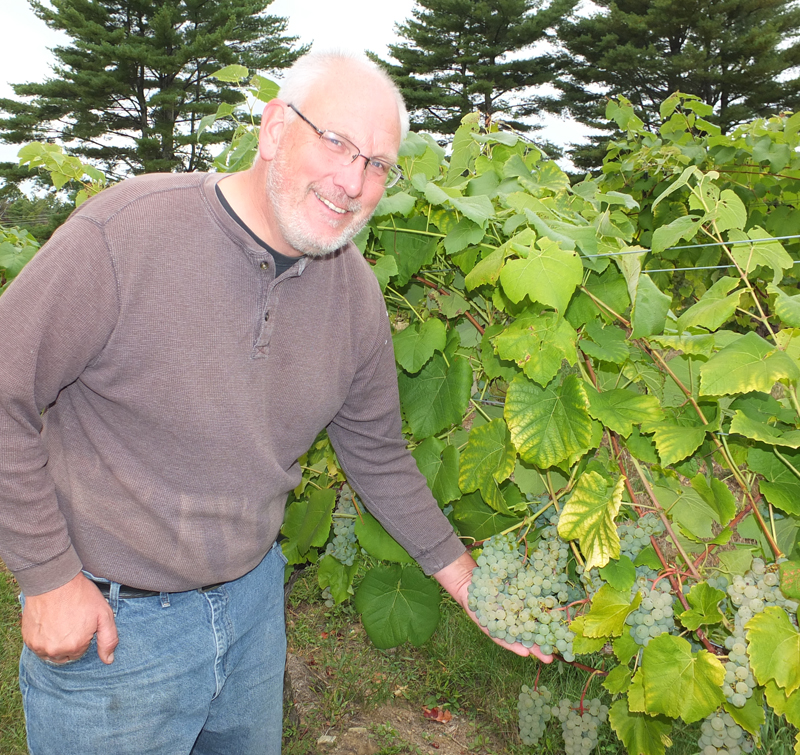 Elmer Savage shows off an excellent bunch of Cayuga grapes waiting to be harvested.