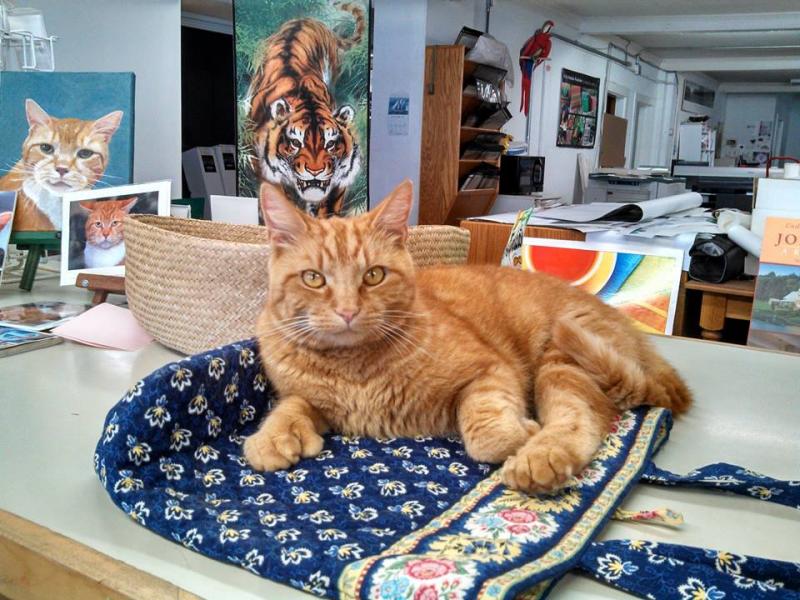 According to James, there is nothing like a soft quilted bag left on the counter to use as a resting spot. (Photo by Stacey Warner)