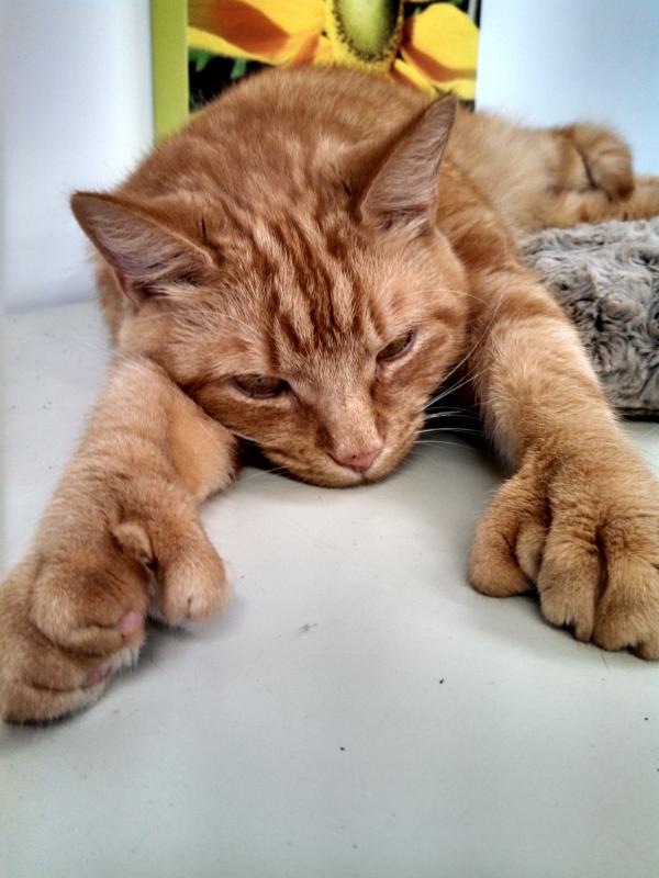 James, who is a “polydactyl” cat, displays his unusual number of toes and big paws on the counter at Warner Graphics. (Photo by Stacey Warner)
