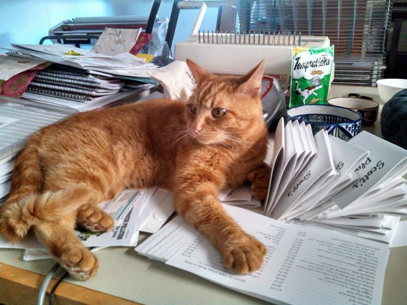 James likes to “assist” Stacey with various projects at the shop for her clients. (Photo by Stacey Warner)