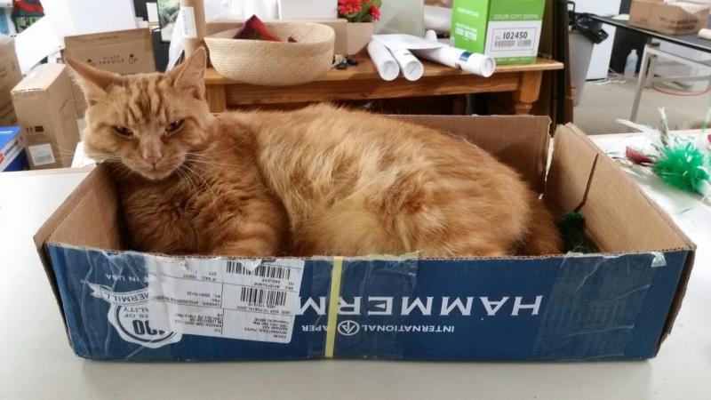 Sometimes the most comfy bed is just a good ol’ office box. (Photo by Sarah Shepherd)