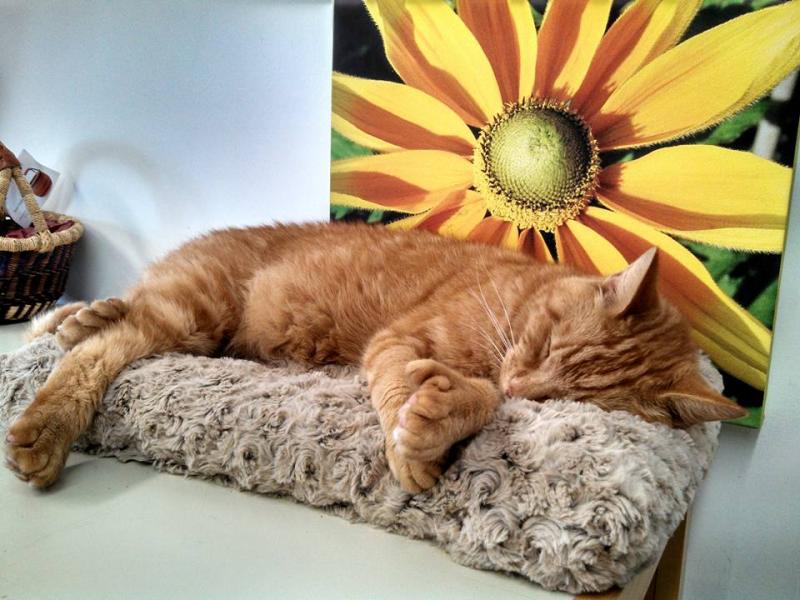 James is taking a well-deserved nap after a busy day of greeting customers.(Photo by Stacey Warner)