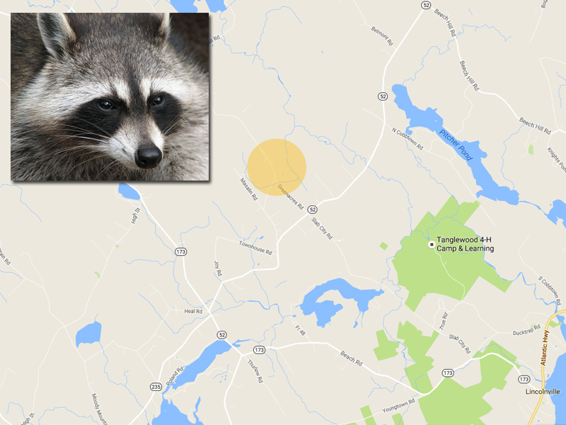 A male raccoon, like this one, was killed in Lincolnville inside a fenced yard on Greenacre Road on Oct. 4. It was tested the following day and found to be positive for rabies. (Photo courtesy Wikimedia Commons/By Darkone)