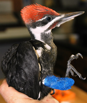 Pileated