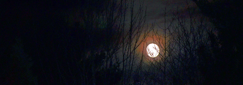 ‘In the woods of Searsmont, on the deck, drinking wine, can't remember if i used a tripod.’ (Photo by Leslie Steele)