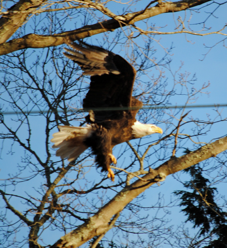 The eagle lands...on Camden's High Street | PenBay Pilot