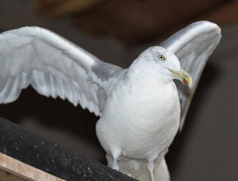 George after some healing. (Photo courtesy Avian Haven)