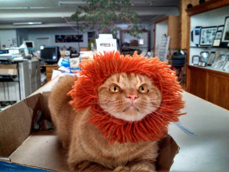 James celebrated his first Halloween at Warner Graphics by modeling the lion hat first introduced by Dennis. (Photo by Stacey Warner)