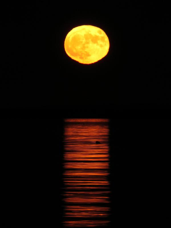 (Photo by Bob Trapani)