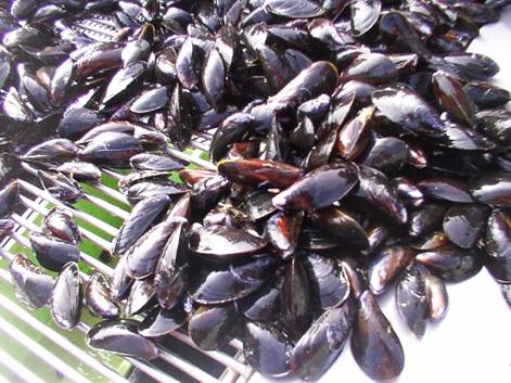 Mussels fresh off the ropes. Courtesy of Carter Newell