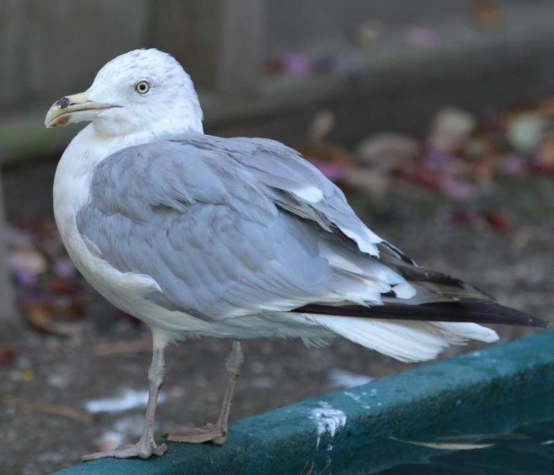 George had an injury to his beak and was malnourished when Avian Haven took him in for rehabilitation. (Photo courtesy Avian Haven)