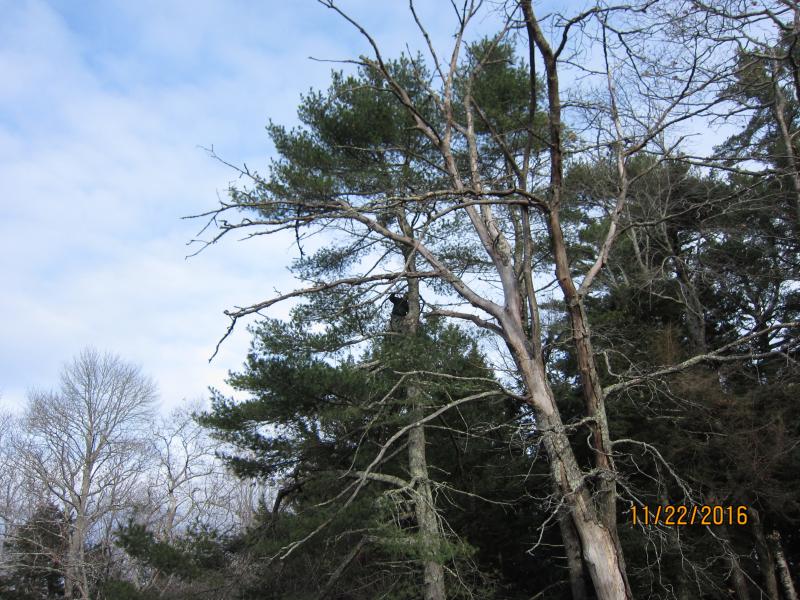 Up in the pine oak