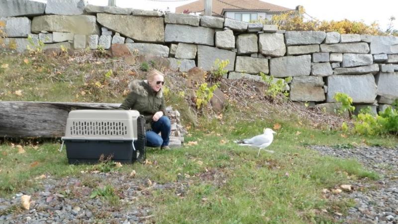Betty McBrien watches as the healed herring gull, named George by Lyman-Morse employees, is released from his cage and eventually takes flight across the harbor. (Photo courtesy Selkie O’Mira of Avian Haven)
