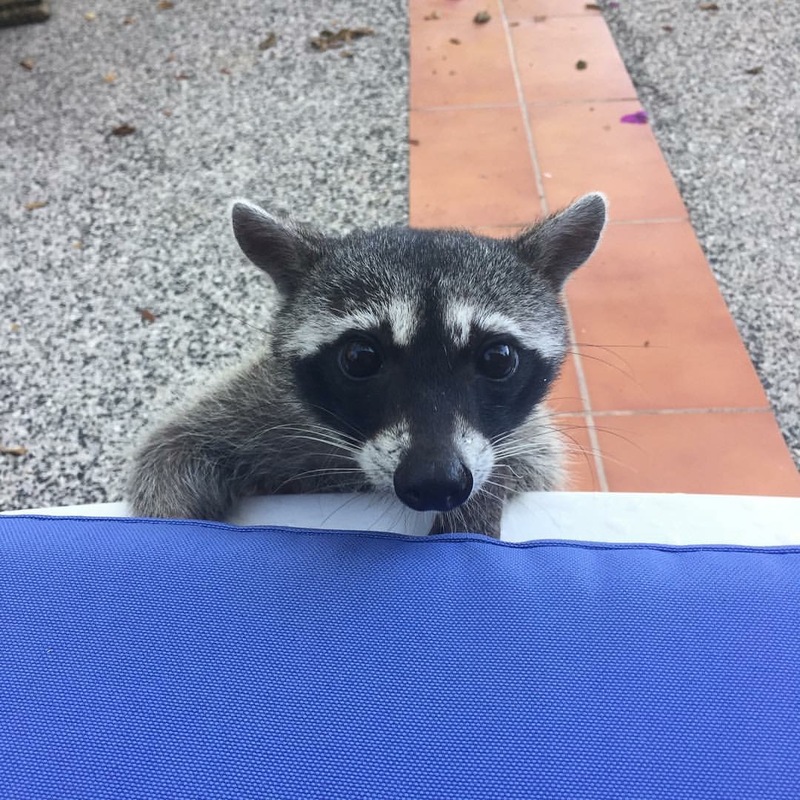One of the creatures who has adopted Caroline Canning, Momma. Courtesy of Caroline Canning