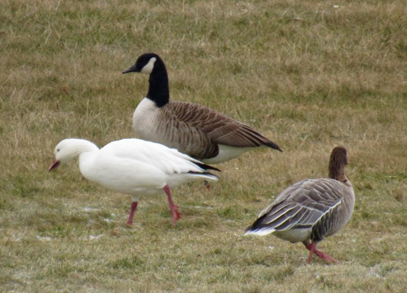 Kristen Lindquist Meditations on the Snow Goose PenBay Pilot