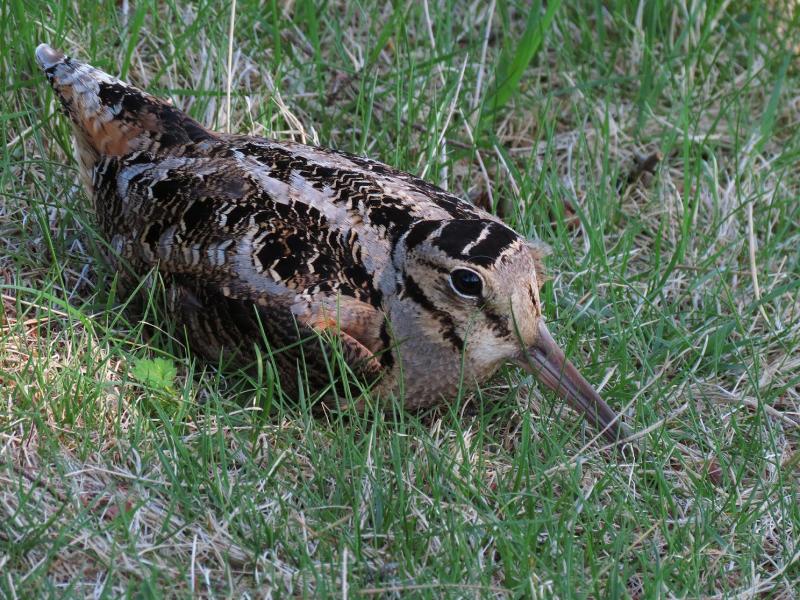 Most American Woodcocks arrive back in Maine in March and April. (Photo courtesy Brian Willson)