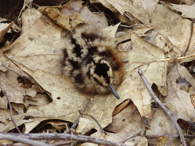 A chick's cryptic coloring and instinct to freeze when approached make it a challenge to see. (Photo courtesy Brian Willson)