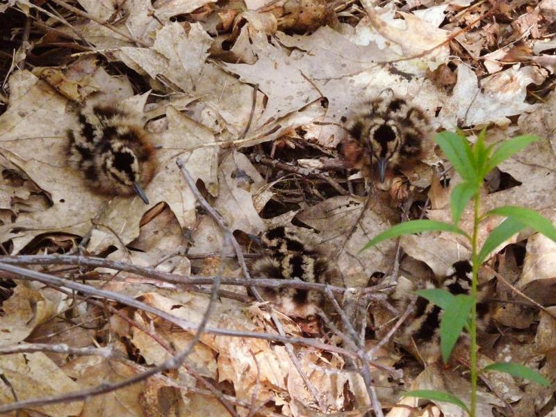How many chicks can you find in this photo? (Photo courtesy Brian Willson)