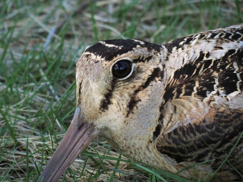 The woodcock's large eyes set high on their head give them one of the largest visual fields of any bird. (Photo courtesy Brian Willson)