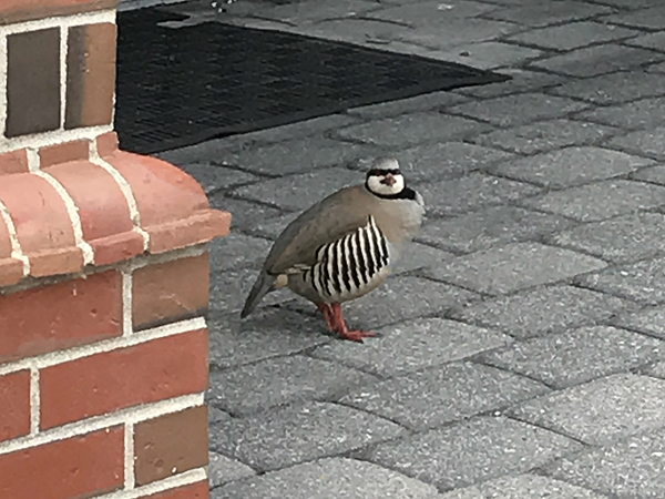 Chukar at 87 Elm St. (Photo by Holly S. Edwards)
