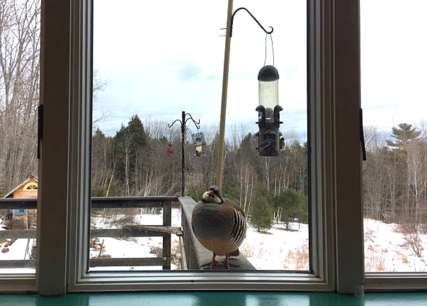 Every morning, the Chukar overwintering at Wiley Road would peck at the window, seeking more bird seed. The one day its request was not granted, the bird left - hungry - and did not return. (Courtesy Tina Lee)