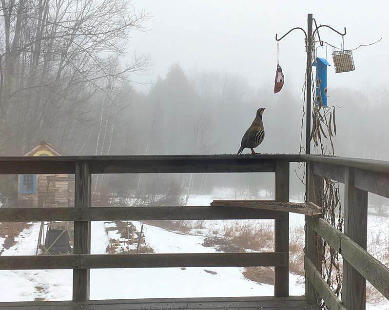 Chukar overwintering at Wiley Road. (Courtesy Tina Lee)