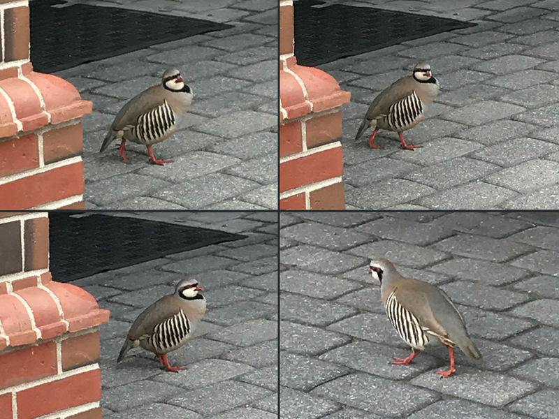 Chukar at 87 Elm St. (Photos by Holly S. Edwards)