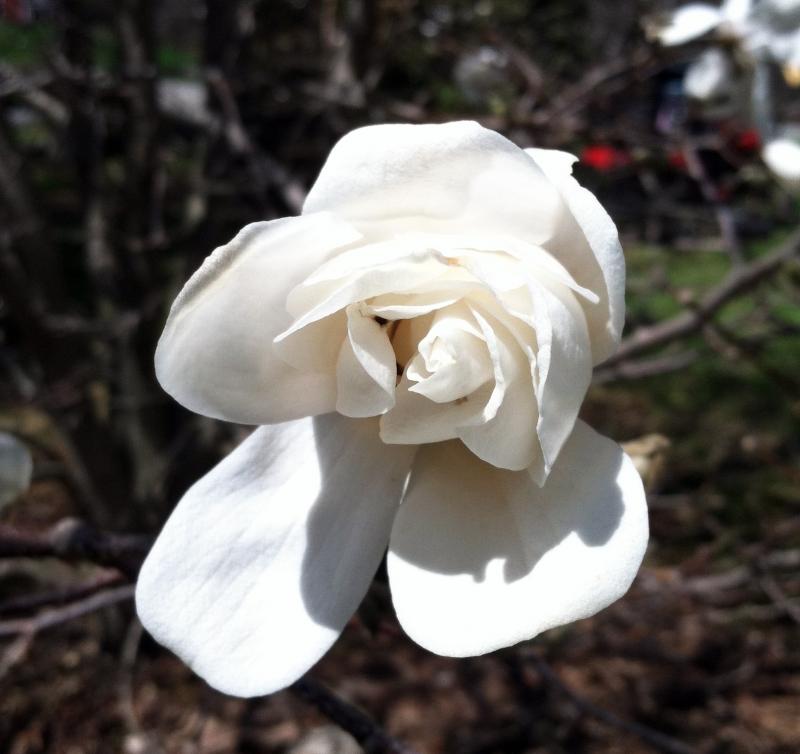 This magnolia was blooming outside the kitchen window while I was making chocolate biscuits. SUZI THAYER/Boothbay Register