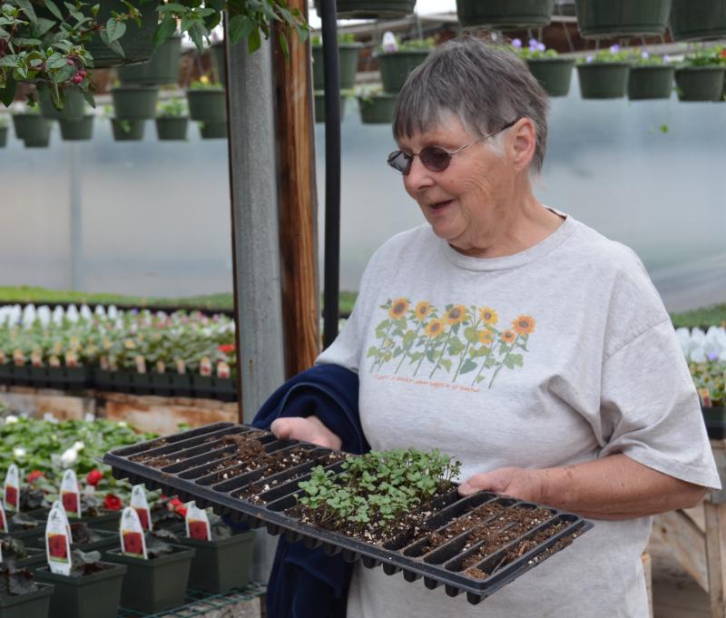 Nancy Barker transplants seedlings into little pots. (Photo by Lynda Clancy)